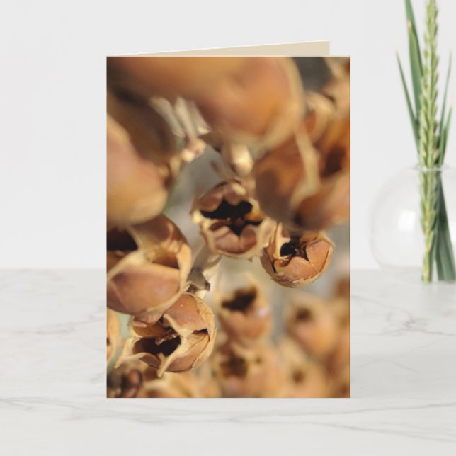 Seed Pod Blank Card (Front)