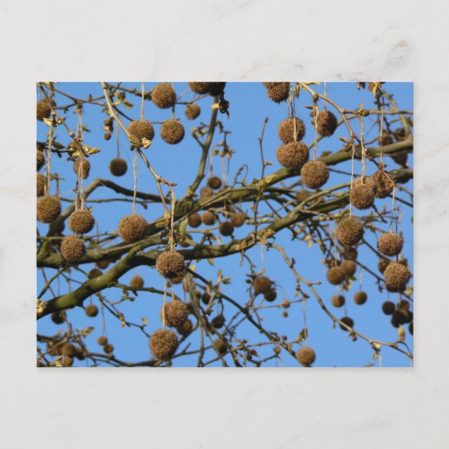 Seed Pods - London Plane Tree Postcard (Front)