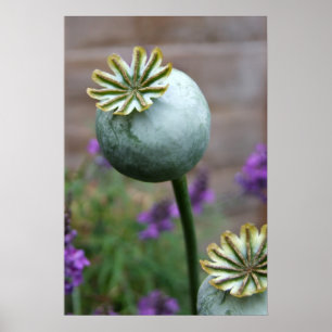 Seed Pods Poster