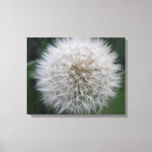 Seeding Dandelion Flower Canvas Print