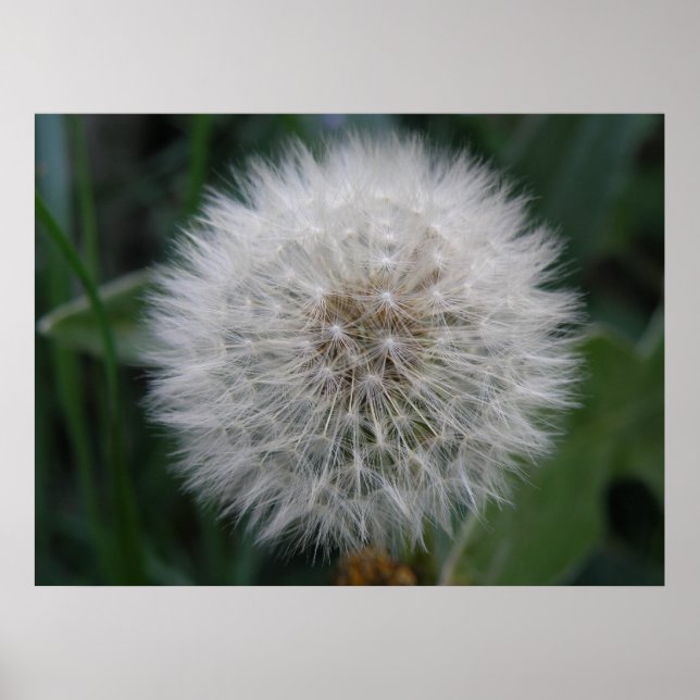 Seeding Dandelion Flower Poster (Front)