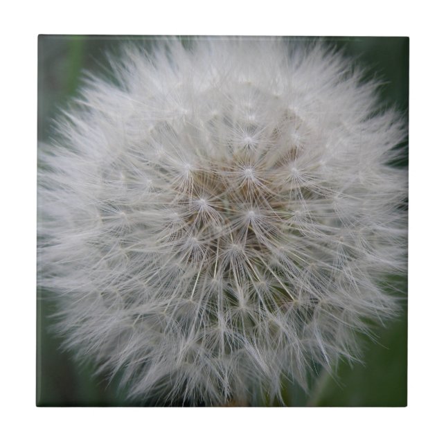Seeding Dandelion Flower Tile (Front)