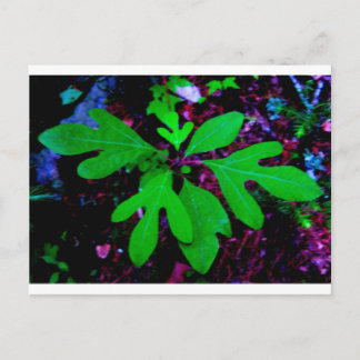 seedling2 postcard