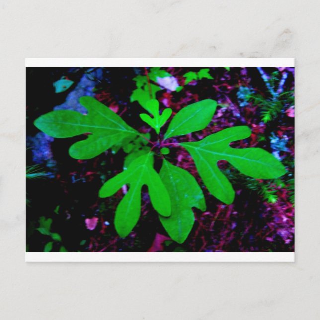 seedling2 postcard (Front)