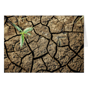 Seedling In Cracked Earth