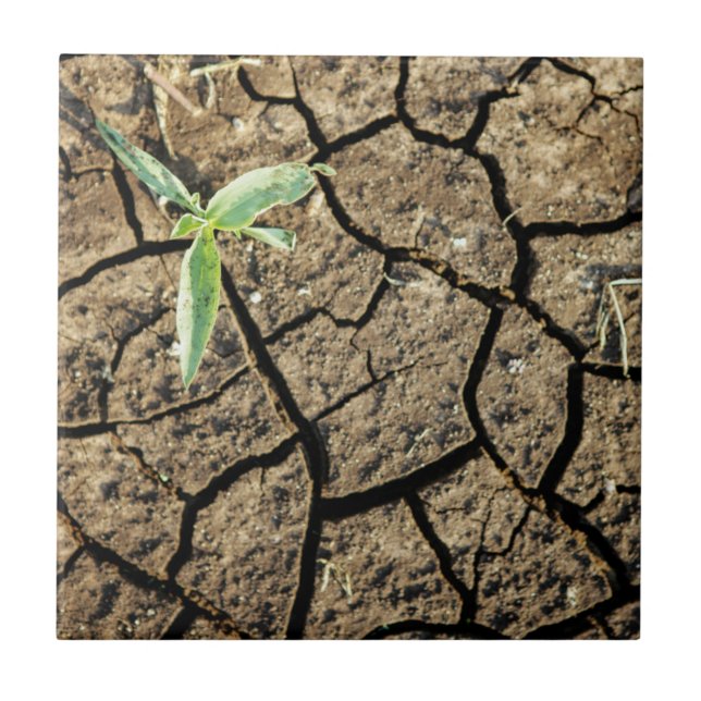 Seedling In Cracked Earth Tile (Front)
