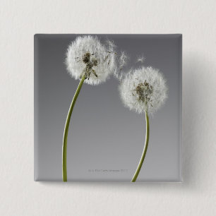 Seeds connecting two dandelions 2 inch square button