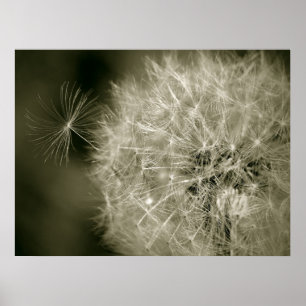 Seedy Dandelion Poster