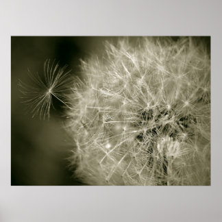 Seedy Dandelion Poster