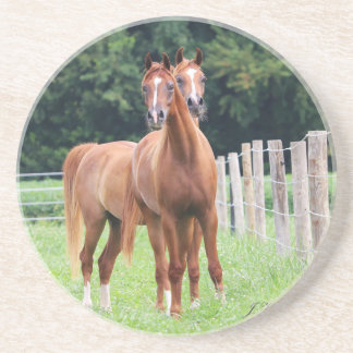 Seeing Double- BOGO Colts Sandstone Coaster