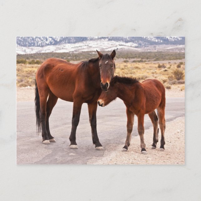 Seeking Comfort Postcard (Front)