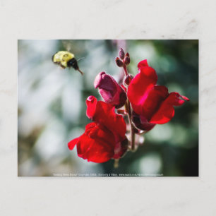 Seeking Sweet Nectar Postcard