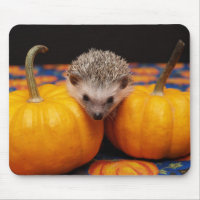 Seeking the Great Pumpkin