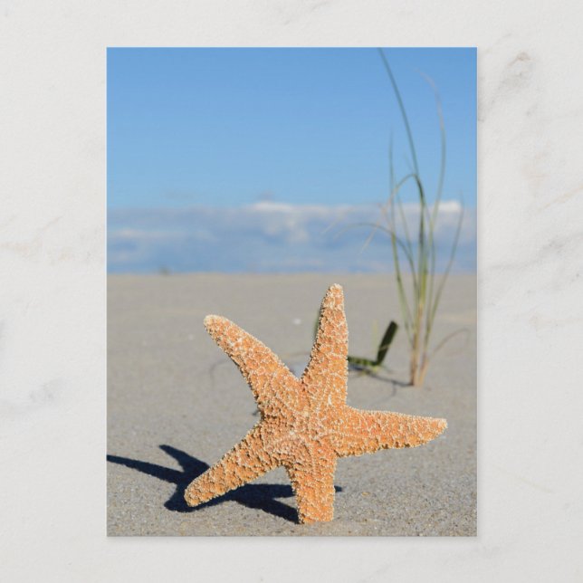 Seestern am Strand Postcard (Front)