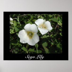 Sego Lily Print