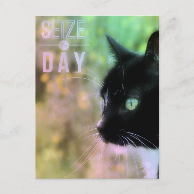 Seize the Day Cat Postcard (Front)