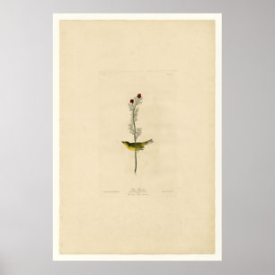 Selby Flycatcher_Audubon Poster