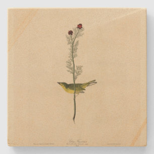 Selby's Fly catcher - Audubon's Birds of America Stone Coaster