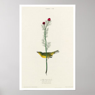 Selby's Flycatcher par Audubon Poster