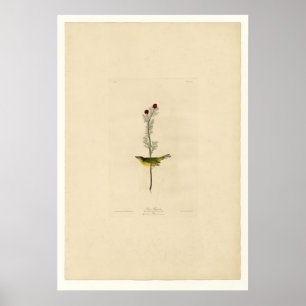 Selby's Flycatcher Poster