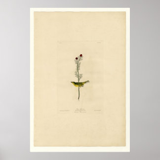 Selby's Flycatcher Poster