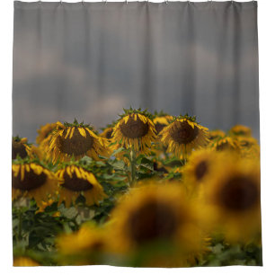 SELECTIVE FOCUS PHOTOGRAPHY OF YELLOW SUNFLOWERS D
