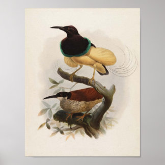 Seleucides alba - Twelve Wire Bird Of Paradise Poster