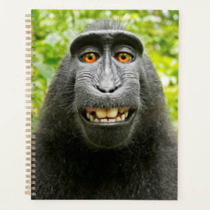 Selfie de singe