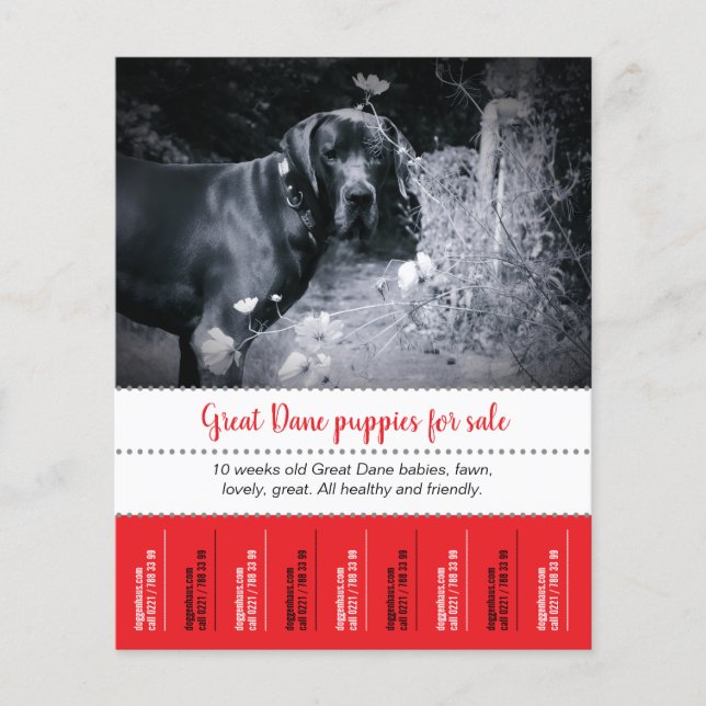 Selling Puppies Flyer (Front)
