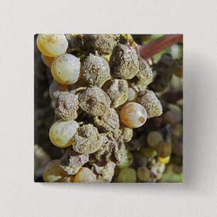 Semillon grapes with noble rot. at harvest time 2 inch square button