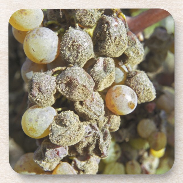 Semillon grapes with noble rot. at harvest time coaster (Front)