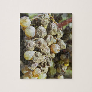 Semillon grapes with noble rot. at harvest time jigsaw puzzle