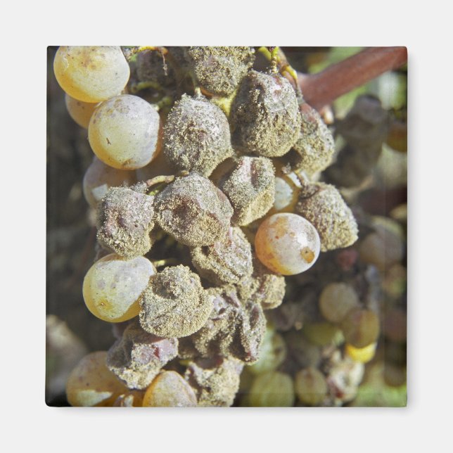 Semillon grapes with noble rot. at harvest time magnet (Front)