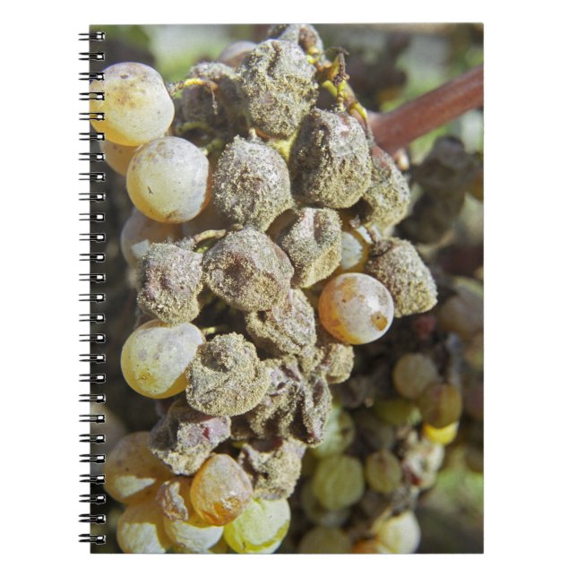 Semillon grapes with noble rot. at harvest time notebook (Front)