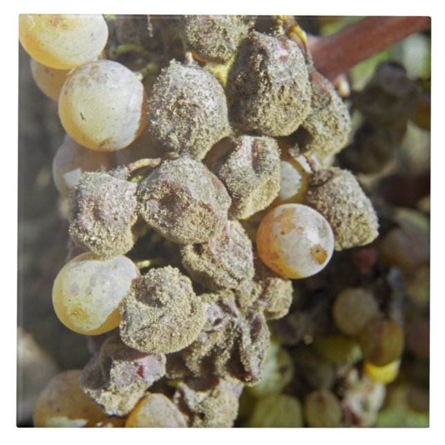 Semillon grapes with noble rot. at harvest time tile (Front)