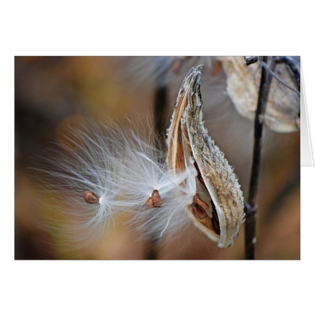 semis d'algue (Devant Horizontal)