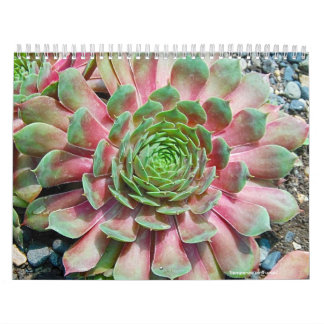 Sempervivum and Jovibarba Calendar