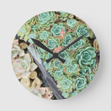 Sempervivum
