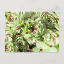 Sempervivums