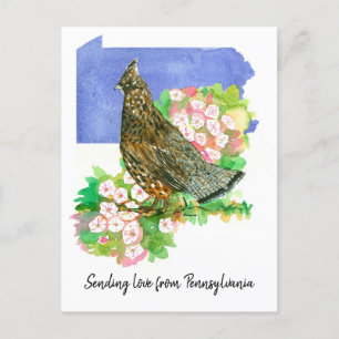 Sending Love Pennsylvania Grouse Mountain Laurel C Postcard