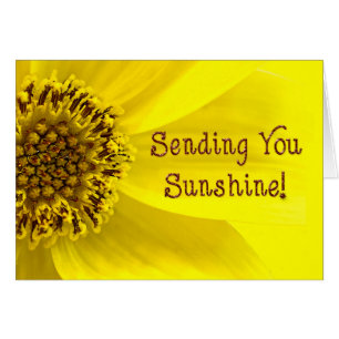 Sending Sunshine - SUNFLOWER - BRIGHT