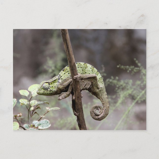 Senegal chameleon, Chamaeleo senegalensis Postcard (Front)