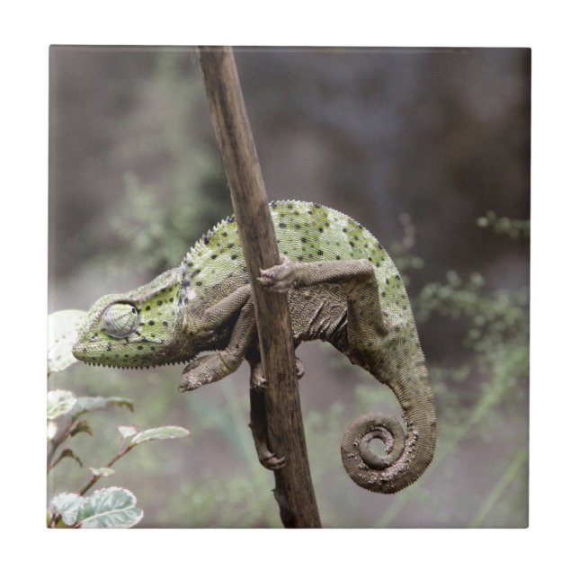 Senegal chameleon, Chamaeleo senegalensis Tile (Front)
