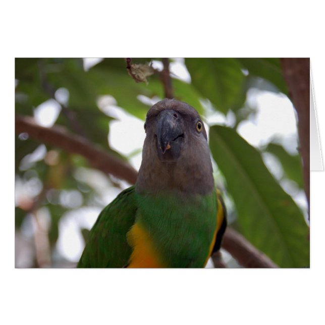 Senegal Parrot (Front Horizontal)