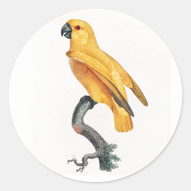 Senegal Parrot Classic Round Sticker (Front)