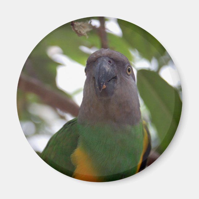Senegal Parrot Magnet (Front)