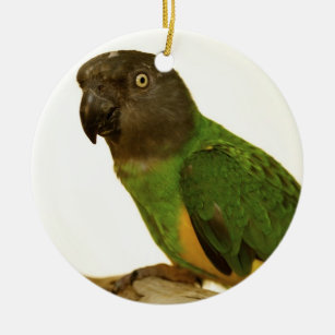 Senegal Parrot Ornament