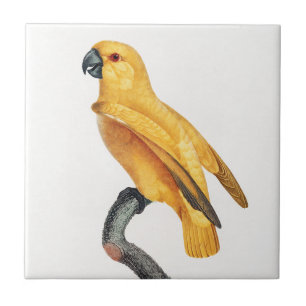 Senegal Parrot Tile