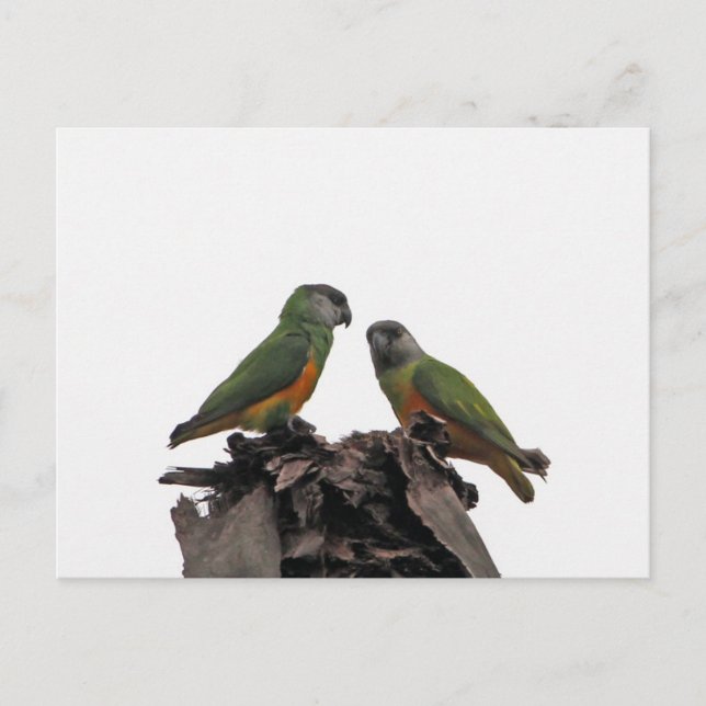 Senegal Parrots Postcard (Front)