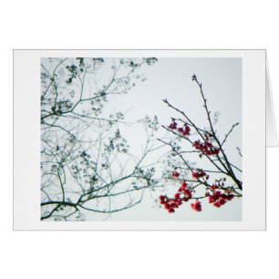 Sensibilisation de ressort/blanc de fleurs de
